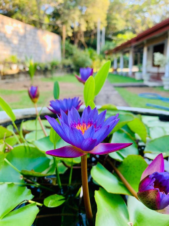 Lal Home Stay Sigiriya Eksteriør billede